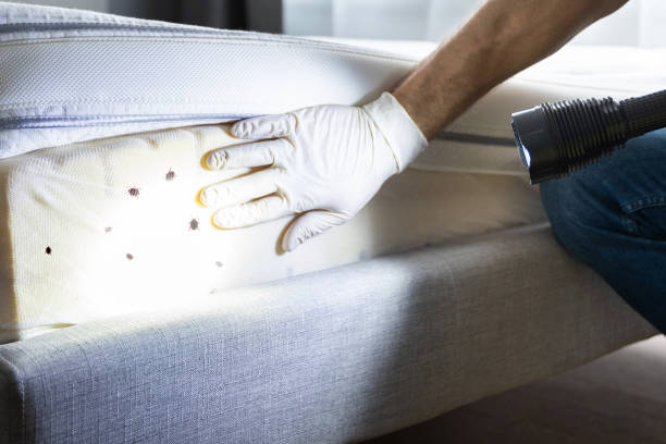 Reliable Little Falls, NY Pest Control Solutions