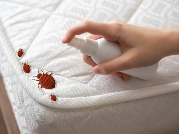Best Affordable Pest Control Services  in Little Falls, NY
