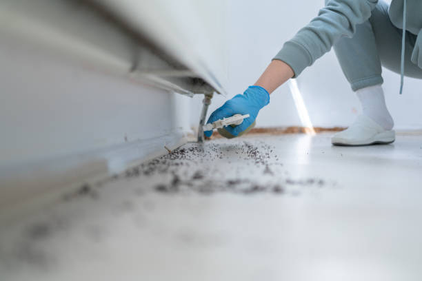 Best Wasp Removal Services  in Little Falls, NY