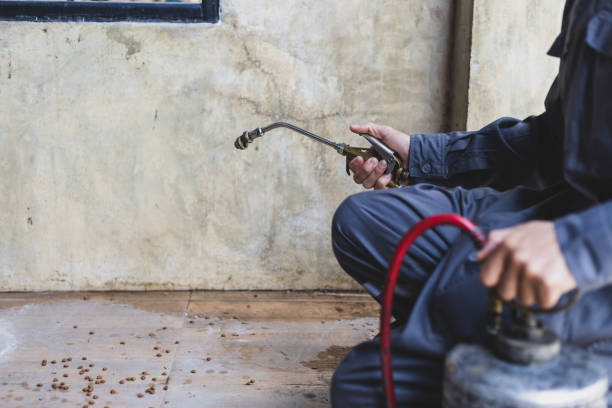 Professional Pest Control in Little Falls, NY